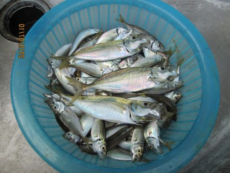 下関フィッシングパーク 釣果