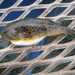 オリジナルメーカー海づり公園(市原市海づり施設) 釣果