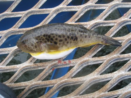 オリジナルメーカー海づり公園(市原市海づり施設) 釣果