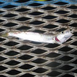 オリジナルメーカー海づり公園(市原市海づり施設) 釣果