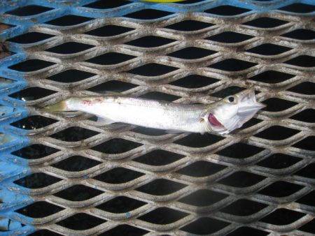 オリジナルメーカー海づり公園(市原市海づり施設) 釣果