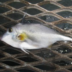 オリジナルメーカー海づり公園(市原市海づり施設) 釣果