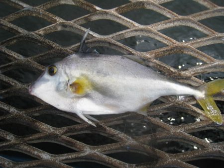 オリジナルメーカー海づり公園(市原市海づり施設) 釣果