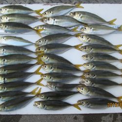 下関フィッシングパーク 釣果