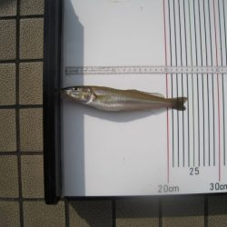 オリジナルメーカー海づり公園(市原市海づり施設) 釣果