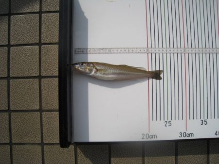 オリジナルメーカー海づり公園(市原市海づり施設) 釣果