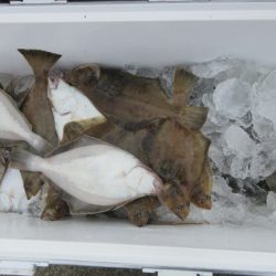 大進丸(新潟) 釣果