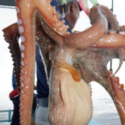 かもめ釣船 釣果