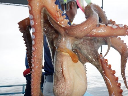 かもめ釣船 釣果