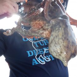 かもめ釣船 釣果