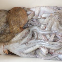 かもめ釣船 釣果