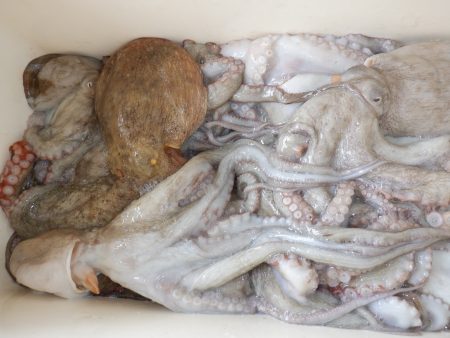 かもめ釣船 釣果