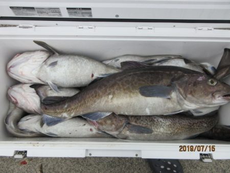 大進丸（新潟） 釣果