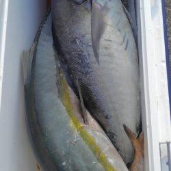 遊漁船 新鋭丸 釣果