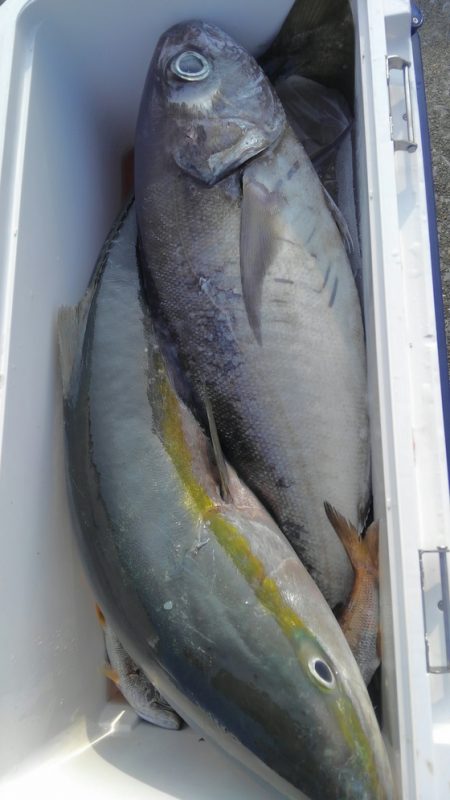 遊漁船 新鋭丸 釣果