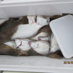 大進丸(新潟) 釣果