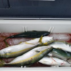 遊漁船 ニライカナイ 釣果