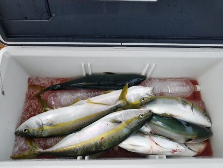 遊漁船 ニライカナイ 釣果