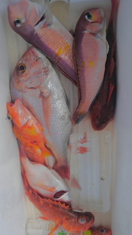 遊漁船 新鋭丸 釣果