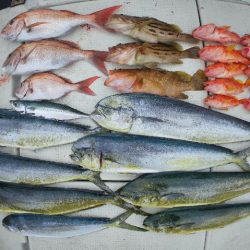 TOPGUN名古屋 釣果