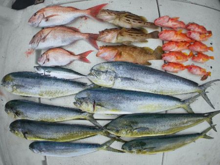 TOPGUN名古屋 釣果