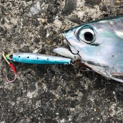 シャウト！のショアジギング　レイズのインプレ・釣り情報　高アピールジグのレイズでカツオの釣果