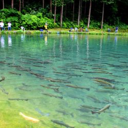 小菅トラウトガーデン 釣果