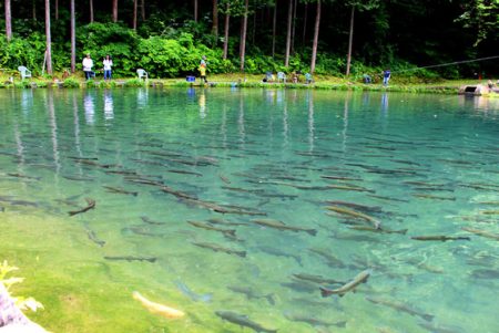小菅トラウトガーデン 釣果