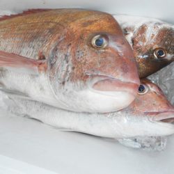 こうゆう丸 釣果