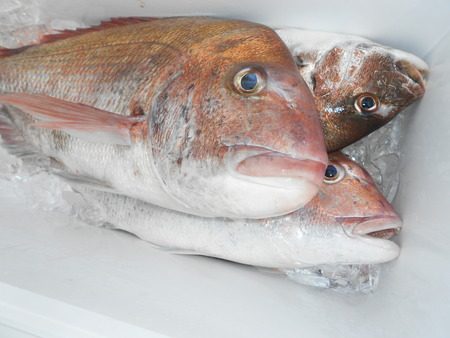 こうゆう丸 釣果