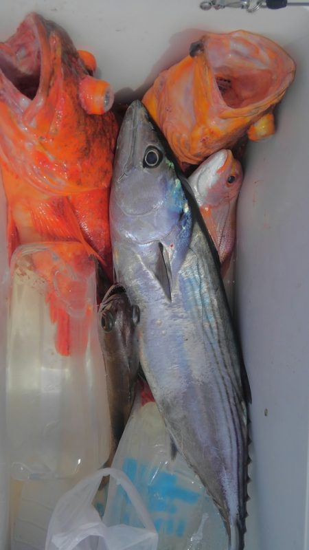 遊漁船 新鋭丸 釣果