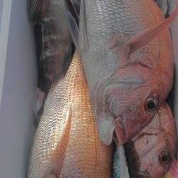 遊漁船 新鋭丸 釣果