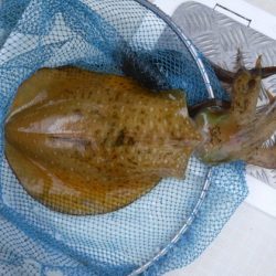 遊漁船 幸友丸 釣果