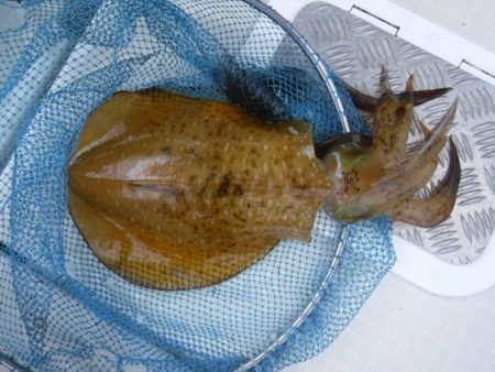 遊漁船 幸友丸 釣果