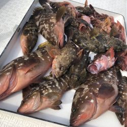 Magic（マジック） 釣果