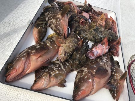 Magic（マジック） 釣果