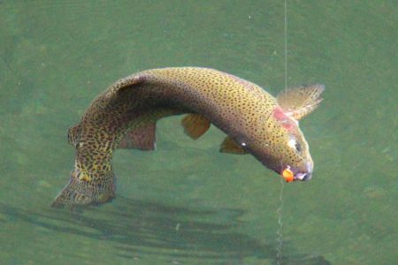 小菅トラウトガーデン 釣果