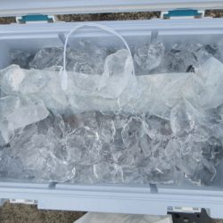 大進丸(新潟) 釣果