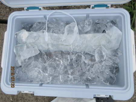 大進丸(新潟) 釣果