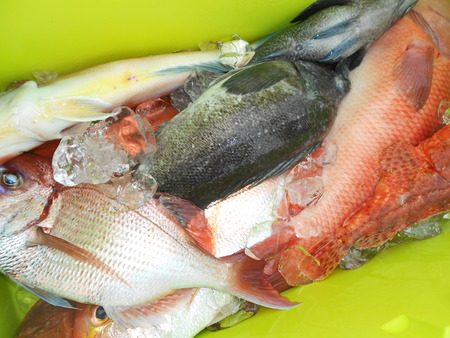 こうゆう丸 釣果