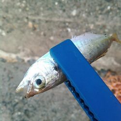 浜名湖 ライトゲーム