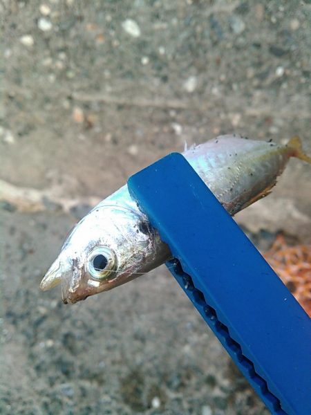 浜名湖 ライトゲーム