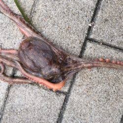 コスモ　だんだんタコ渋く