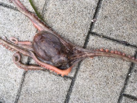 コスモ　だんだんタコ渋く