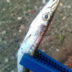 浜名湖 ライトゲーム