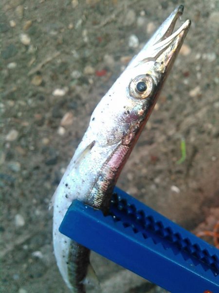 浜名湖 ライトゲーム