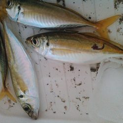 浜名湖 アジング好調です。