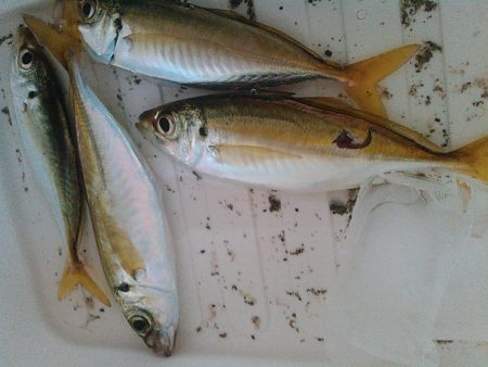 浜名湖 アジング好調です。