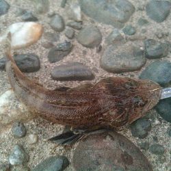 浜名湖 アジング好調です。