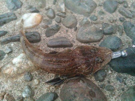 浜名湖 アジング好調です。